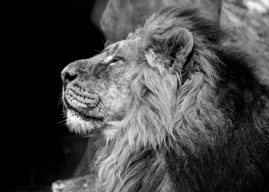 Side View of Lion on Black Background