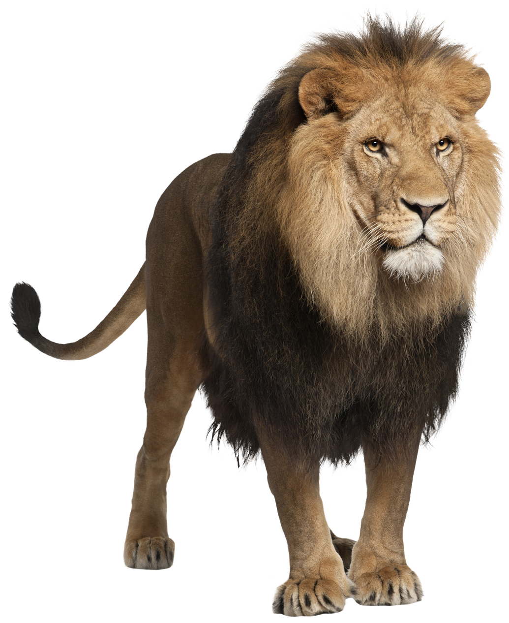 Lion, Panthera Leo, 8 Years Old